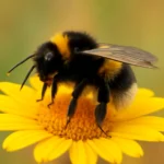 Abel Bello: Biografía, trayectoria y proyectos destacados abel bello